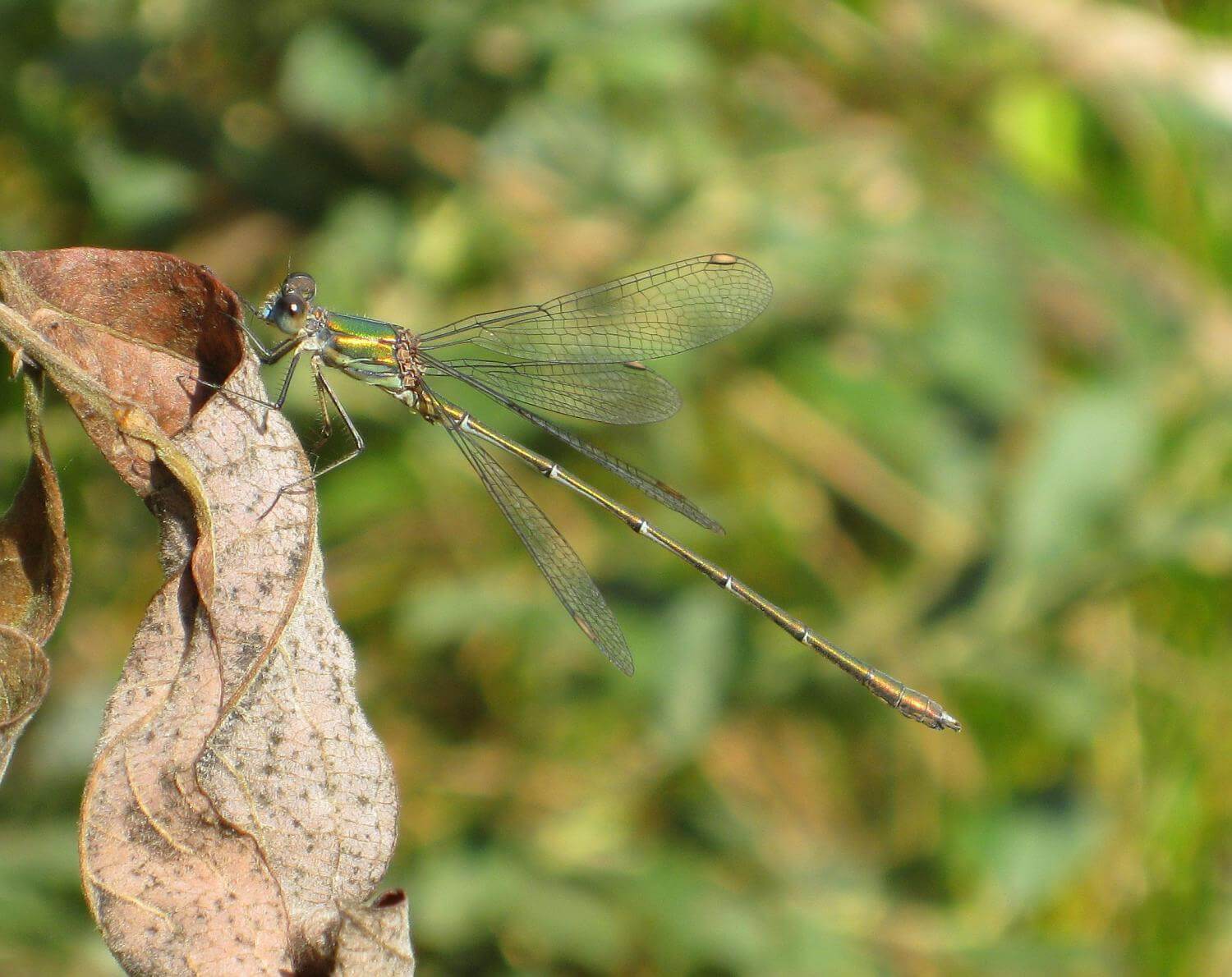 Male Chalcolestes viridis by KITTENPALEIS.NL